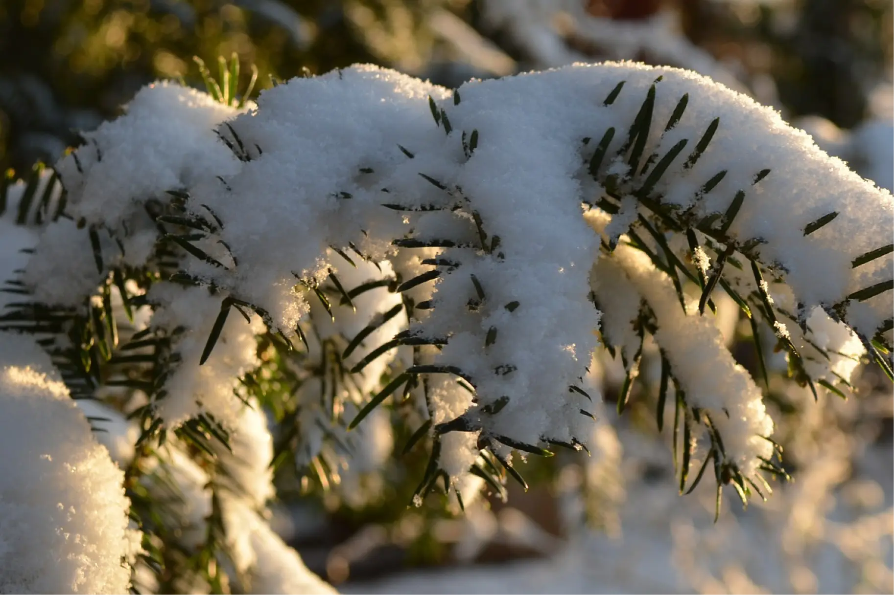 When is ideal time for fertilizing trees